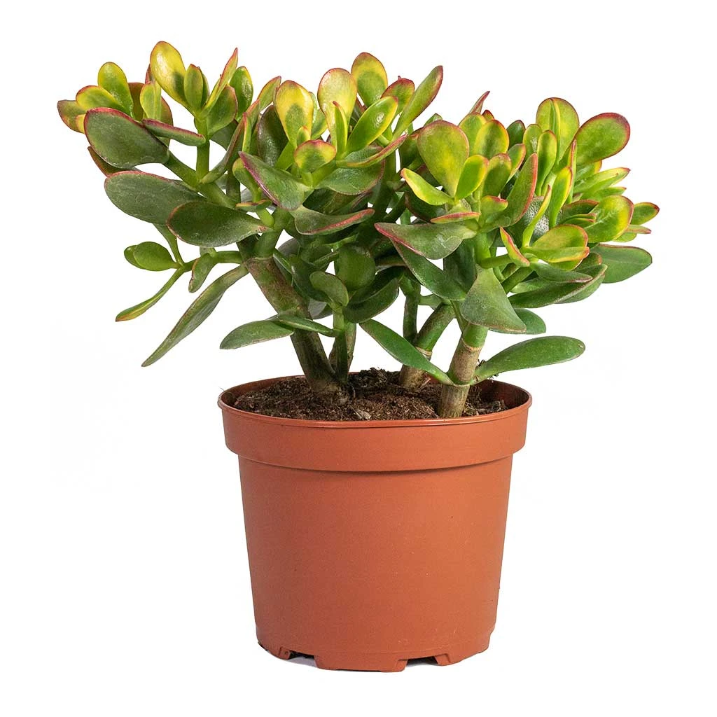 Crassula Ovata Sunset - Jade Plant 8 Crassula Ovata Sunset - Jade Plant - Image 6