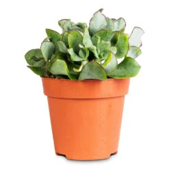 Crassula Ovata Undulata - Curly Jade Plant -Hortology Plants Shop Crassula ovata Undulata 12x25cm