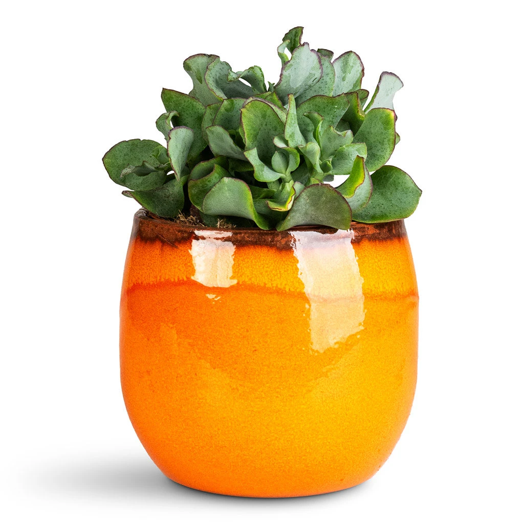Charlotte Plant Pot - Orange 19 Charlotte Plant Pot - Orange - Image 17
