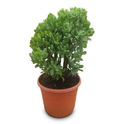 Crassula Ovata Undulata - Curly Jade Plant -Hortology Plants Shop Crassula ovata Undulata 30x60cm
