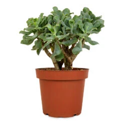 Crassula Ovata Undulata - Curly Jade Plant -Hortology Plants Shop Crassula ovata Undulata Curly Jade Plant 14cm 2