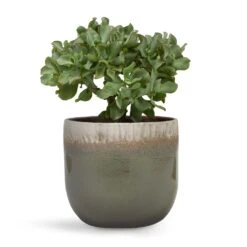 Crassula Ovata Undulata - Curly Jade Plant -Hortology Plants Shop Crassula ovata Undulata Curly Jade Plant 17x25cm Tarra Plant Pot Forest 23x20cm d7d47608 b3fe 455a a11b 8619bedfe272