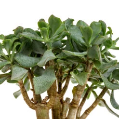 Crassula Ovata Undulata - Curly Jade Plant -Hortology Plants Shop Crassula ovata Undulata Curly Jade Plant DETAIL