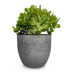 Crassula Ovata Undulata - Curly Jade Plant -Hortology Plants Shop Crassula ovata Undulata Curly Jade Plant Karlijn Plant Pot Anthracite 22x20cm