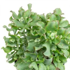 Crassula Ovata Undulata - Curly Jade Plant -Hortology Plants Shop Crassula ovata Undulata Curly Jade Plant Leaves