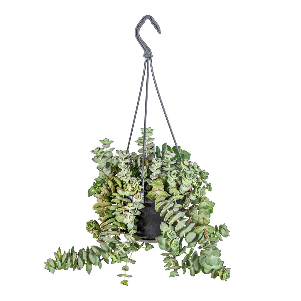 Crassula Perforata - String Of Buttons 9 Crassula Perforata - String Of Buttons - Image 7