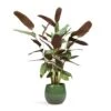 Ctenanthe Compact Star - Never Never Plant 1 Ctenanthe Compact Star - Never Never Plant -Hortology Plants Shop Ctenanthe Compact Star Never Never Plant 17x70cm Mischa Plant Pot Forest Green 22x18cm