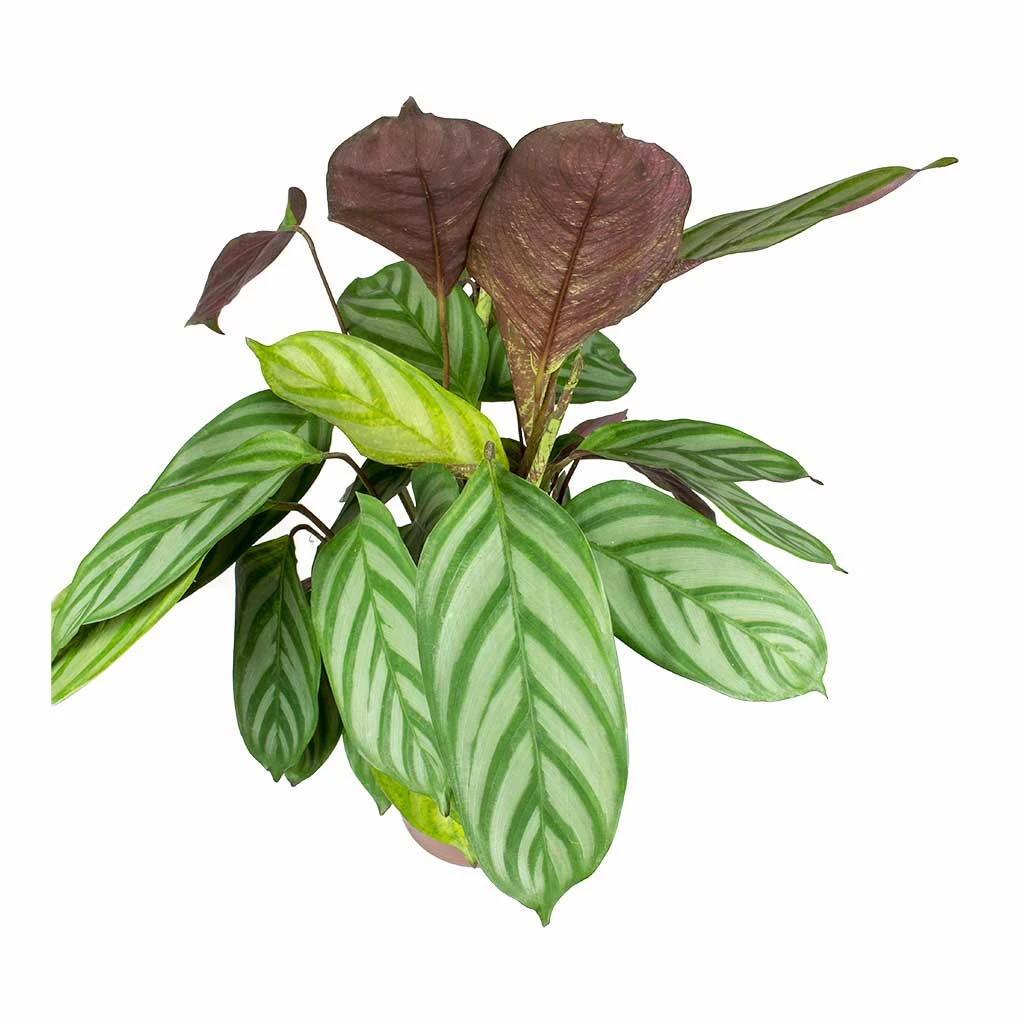 Ctenanthe Compact Star - Never Never Plant 4 Ctenanthe Compact Star - Never Never Plant - Image 2