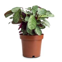 Ctenanthe Burle Marxii Amagris - Never Never Plant 15 Ctenanthe Burle Marxii Amagris - Never Never Plant -Hortology Plants Shop Ctenanthe burle marxii Amagris Never Never Plant 12x30cm 85b77995 4b7a 4860 a035 3ce98aeade22