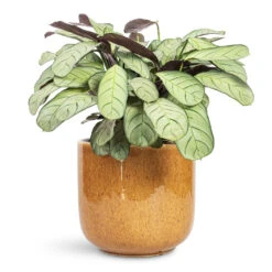 Nine Plant Pot - Caramel 14 Nine Plant Pot - Caramel -Hortology Plants Shop Ctenanthe burle marxii Amagris Never Never Plant 14x30cm Nine Plant Pot Caramel 22x20cm 1