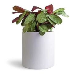 Ctenanthe Burle Marxii Amagris - Never Never Plant 19 Ctenanthe Burle Marxii Amagris - Never Never Plant -Hortology Plants Shop Ctenanthe burle marxii Amagris Never Never Plant 14x30cm Puk Planter Matt White 20x20cm