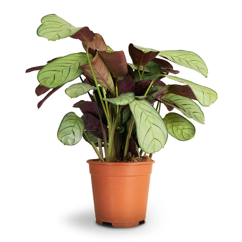 Ctenanthe Burle Marxii Amagris - Never Never Plant 8 Ctenanthe Burle Marxii Amagris - Never Never Plant - Image 6