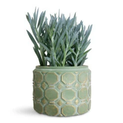 Jurre Plant Pot - Soft Jade -Hortology Plants Shop Curio ficoides Mount Everest 14x35cm Jurre Pot Soft Jade 19x14cm 1