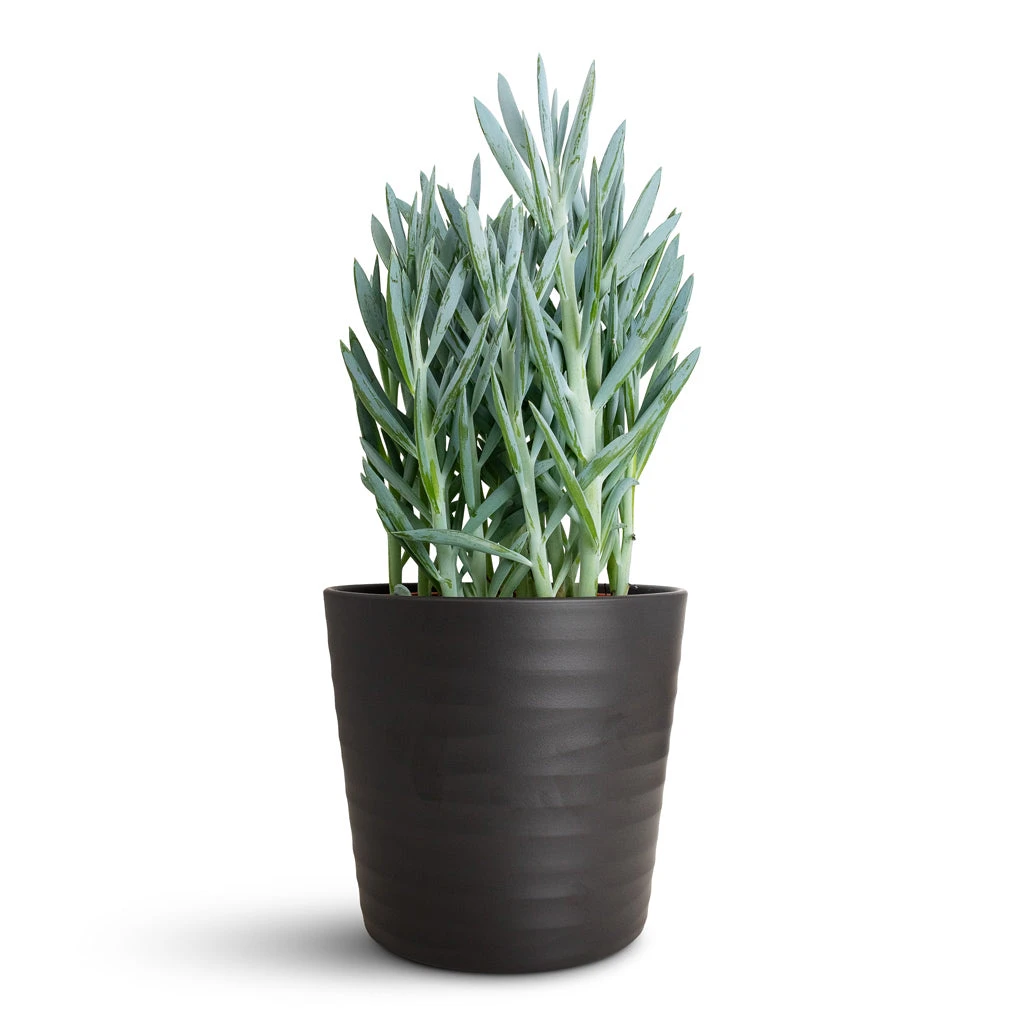 Oslo Plant Pot - Anthracite 7 Oslo Plant Pot - Anthracite - Image 5