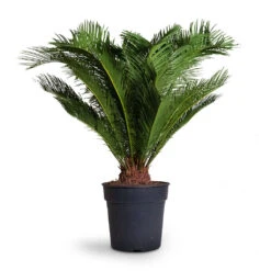 Cycas Revoluta - Sago Palm 14 Cycas Revoluta - Sago Palm -Hortology Plants Shop Cyas Revoluta Sago Palm 27x90cm