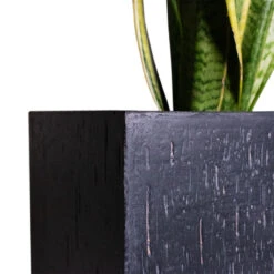Raindrop Cube Planter - Anthracite 21 Raindrop Cube Planter - Anthracite -Hortology Plants Shop Cyas Revoluta Sago Palm 27x90cm Raindrop Cube Planter Anthracite 30x30x27cm Close