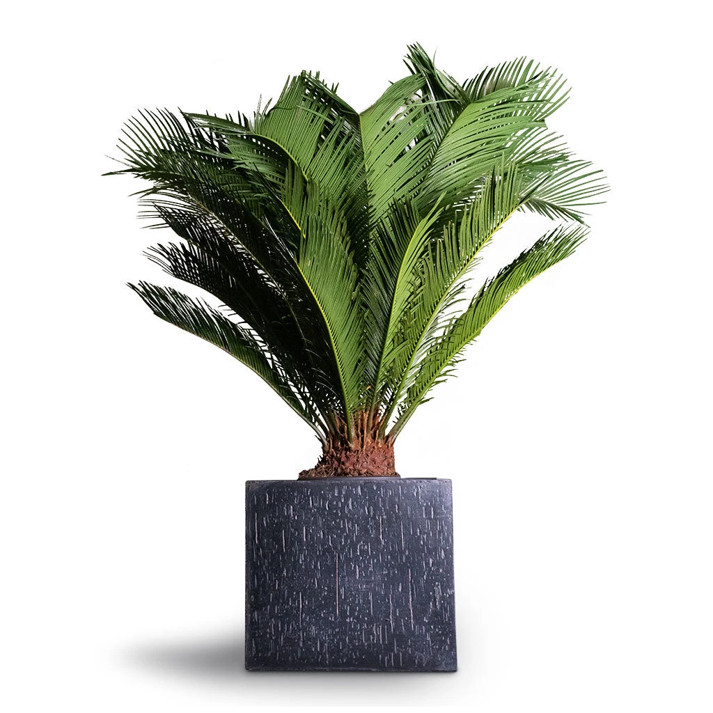 Raindrop Cube Planter - Anthracite 9 Raindrop Cube Planter - Anthracite - Image 7