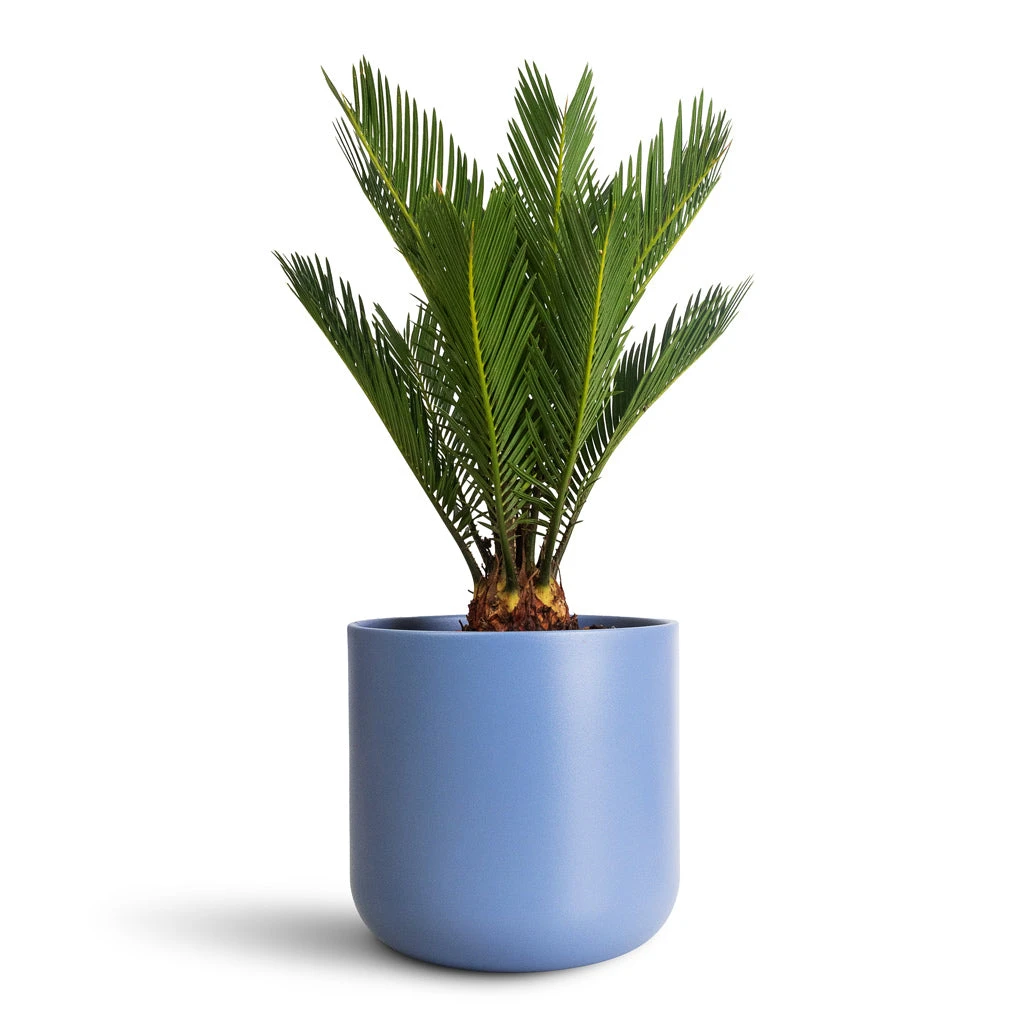Lisbon Plant Pot - Powder Blue 9 Lisbon Plant Pot - Powder Blue - Image 7