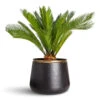 Cycas Revoluta - Sago Palm -Hortology Plants Shop Cycas revoluta 17x55cm Sahara Pot Slate 29x24cm
