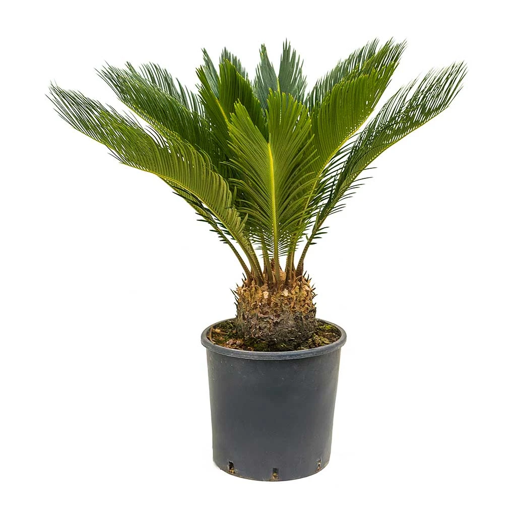 Cycas Revoluta - Sago Palm 9 Cycas Revoluta - Sago Palm - Image 7