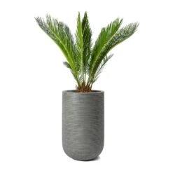 Cody Ridged Tall Planter - Dark Grey 29 Cody Ridged Tall Planter - Dark Grey -Hortology Plants Shop Cycas revoluta Sago Palm Cody Plant Vase Ridged Cement 47904c26 14f0 4d16 850b 8f63823a40a6