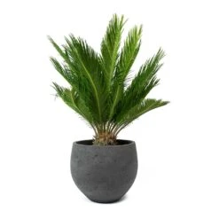Mini Orb Kevan Plant Pot - Black Washed 22 Mini Orb Kevan Plant Pot - Black Washed -Hortology Plants Shop Cycas revoluta Sago Palm Mini Orb Kevan Plant Pot Black Washed bd11d392 c1ba 4424 89d1 2dd7b512b96b