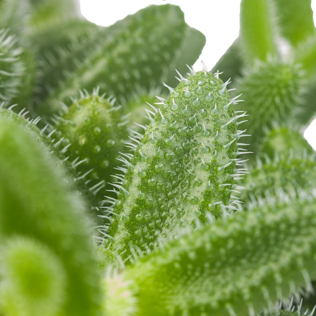 Delosperma Echinatum - Pickle Plant 4 Delosperma Echinatum - Pickle Plant - Image 2