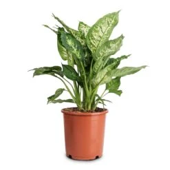 Dieffenbachia Compacta - Dumb Cane 13 Dieffenbachia Compacta - Dumb Cane -Hortology Plants Shop Dieffenbachia Compacta Dumb Cane 17x60cm