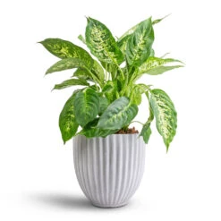 Dieffenbachia Compacta - Dumb Cane 14 Dieffenbachia Compacta - Dumb Cane -Hortology Plants Shop Dieffenbachia Compacta Dumb Cane 17x60cm Lagos Plant Pot Cement 20x20cm