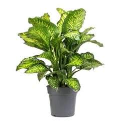 Dieffenbachia Maroba - Dumb Cane -Hortology Plants Shop Dieffenbachia Maroba Dumb Cane 21x70cm