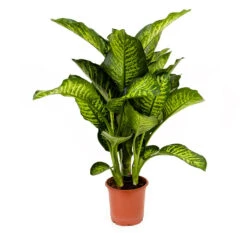 Dieffenbachia Maroba - Dumb Cane -Hortology Plants Shop Dieffenbachia Maroba Dumb Cane