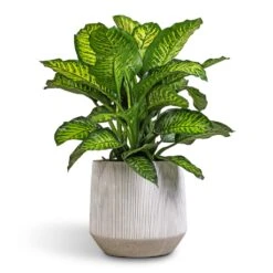 Dieffenbachia Maroba - Dumb Cane -Hortology Plants Shop Dieffenbachia Maroba Dumb Cane 30x80cm
