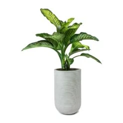 Dieffenbachia Maroba - Dumb Cane -Hortology Plants Shop Dieffenbachia Maroba Dumb Cane Cody Plant Vase Ridged Cement