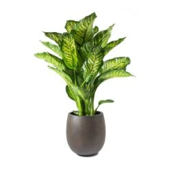 Dieffenbachia Maroba - Dumb Cane -Hortology Plants Shop Dieffenbachia Maroba Dumb Cane Rusty Iron Concrete Balloon Planter