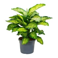 Dieffenbachia Maroba - Dumb Cane -Hortology Plants Shop Dieffenbachia Maroba Dumb Cane 158bf0fe 2166 4d1f 971a 1da18d7b34de