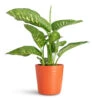 Dieffenbachia Seguine Tropic Snow - Dumb Cane -Hortology Plants Shop Dieffenbachia Tropic Snow 17x60cm Oslo Pot Cayenne 19.5x17cm