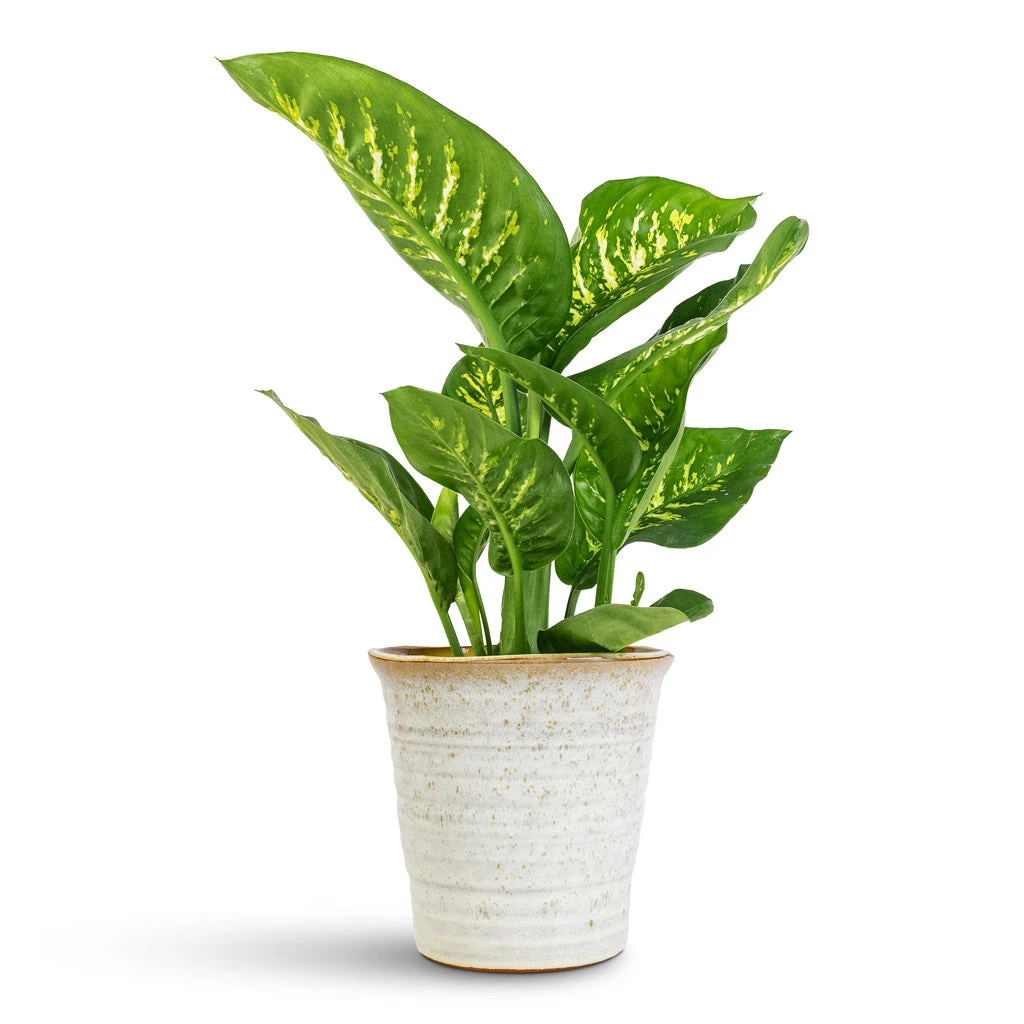 Dieffenbachia Seguine Tropic Snow - Dumb Cane 6 Dieffenbachia Seguine Tropic Snow - Dumb Cane - Image 4