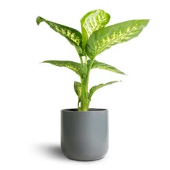 Dieffenbachia Seguine Tropic Snow - Dumb Cane 13 Dieffenbachia Seguine Tropic Snow - Dumb Cane -Hortology Plants Shop Dieffenbachia seguine Tropic Snow Dumb Cane 17x60cm Lisbon Plant Pot Charcoal 19x19cm