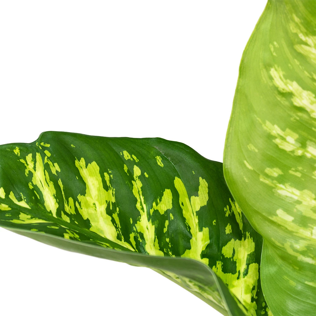 Dieffenbachia Seguine Tropic Snow - Dumb Cane 4 Dieffenbachia Seguine Tropic Snow - Dumb Cane - Image 2