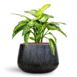 Terrazzo Darcy Planter - Black 24 Terrazzo Darcy Planter - Black -Hortology Plants Shop Dieffenbachia seguine Reeva in Baq Terrazzo
