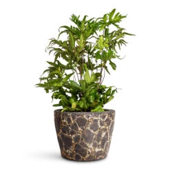 Doryopteris Pedata - Digit Fern 9 Doryopteris Pedata - Digit Fern -Hortology Plants Shop Doryopteris pedata Digit Fern 12x35cm Lava Couple Straight Relic Planter Black 19x13cm