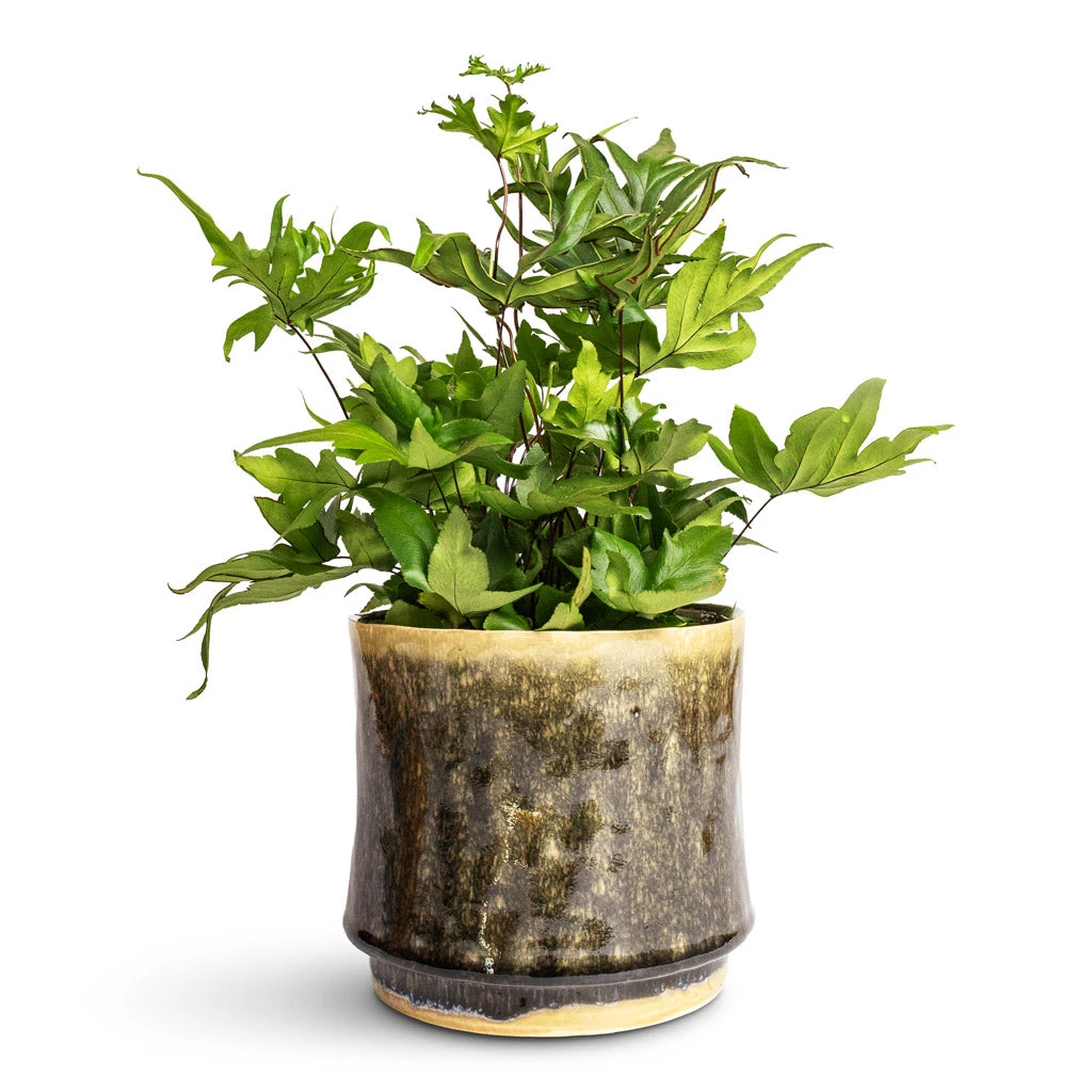 Doryopteris Pedata - Digit Fern 4 Doryopteris Pedata - Digit Fern - Image 2