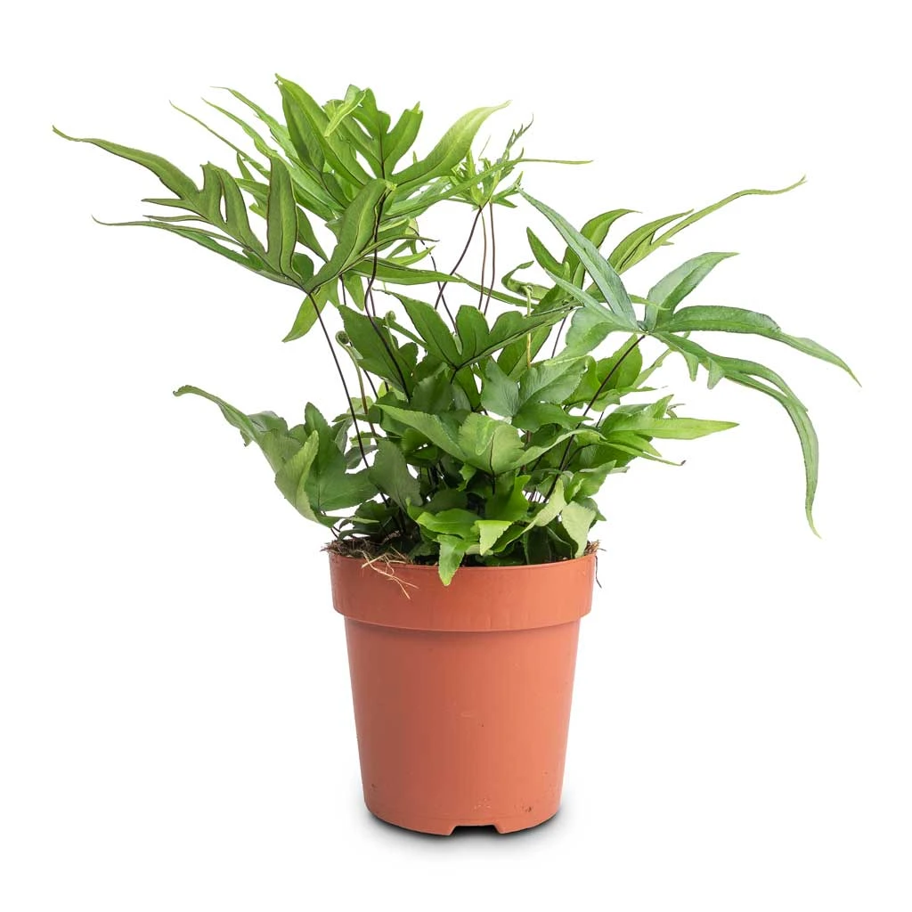 Doryopteris Pedata - Digit Fern 3 Doryopteris Pedata - Digit Fern