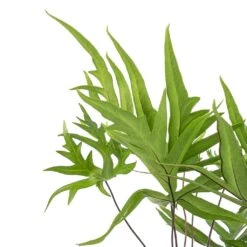 Doryopteris Pedata - Digit Fern 10 Doryopteris Pedata - Digit Fern -Hortology Plants Shop Doryopteris pedata Digit Fern Swatch 2