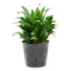 Dracaena Fragrans Compacta - Head - HydroCare -Hortology Plants Shop Dracaen fragrans Compacta Head HydroCare 13 12x25cm