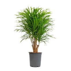 Dracaena Reflexa Anita - Branched 13 Dracaena Reflexa Anita - Branched -Hortology Plants Shop Dracaena Anita Branched 21x80cm