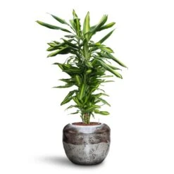 Opus Raw Couple Planter - Silver 25 Opus Raw Couple Planter - Silver -Hortology Plants Shop Dracaena Cintho Branched HydroCare Opus Raw Couple Planter Silver 4fc2dc12 535a 4f20 a993 a855ae4d0448