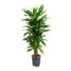 Dracaena Cintho - Branched - HydroCare -Hortology Plants Shop Dracaena Cintho Branched Hydroculture Indoor Plant