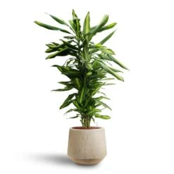 Dracaena Cintho - Branched - HydroCare 26 Dracaena Cintho - Branched - HydroCare -Hortology Plants Shop Dracaena Cintho Branched Hydroculture Raindrop Tube Round Planter Stone
