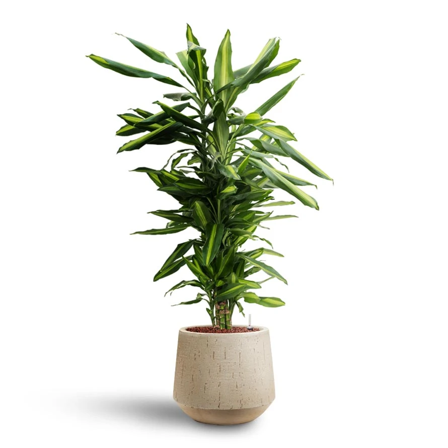 Dracaena Cintho - Branched - HydroCare 13 Dracaena Cintho - Branched - HydroCare - Image 11